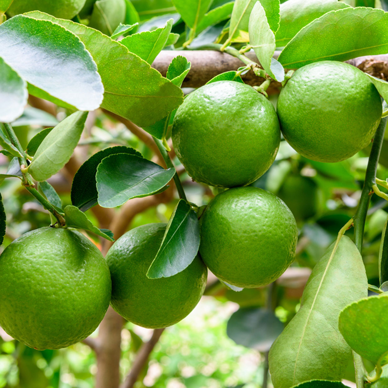 Árbol de limón persa